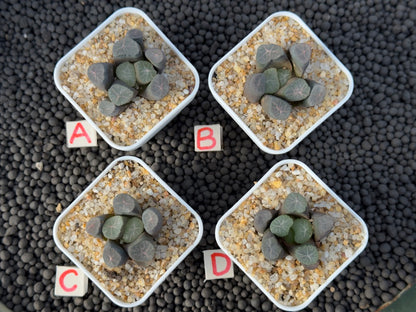 Haworthia maughanii Imported Succulent Plant