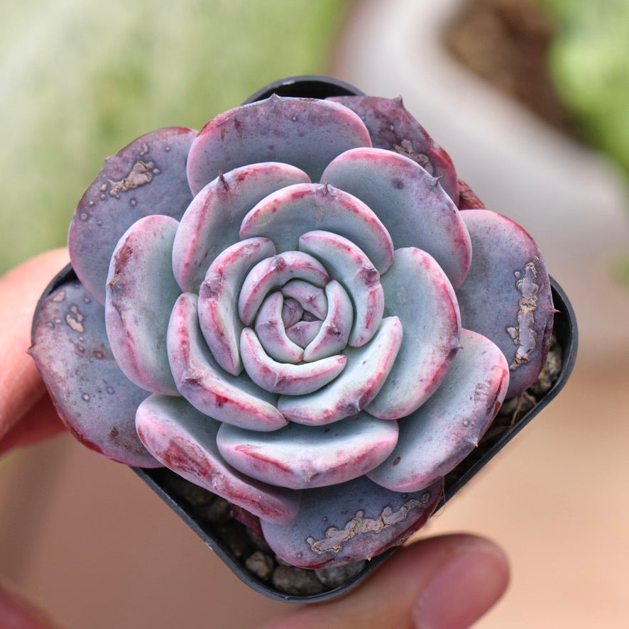 Echeveria Cold Brew Korean Succulent Plant Air Magic hybrid