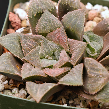 Haworthia &