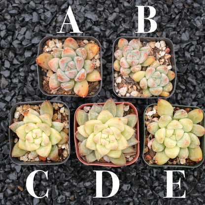 Echeveria tolimanensis hybrid Korean Succulent Plant