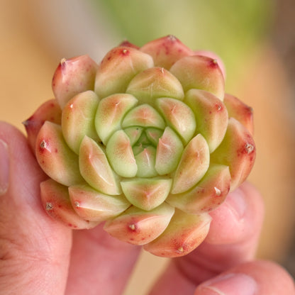 Echeveria hybrid Korean Succulent Plant