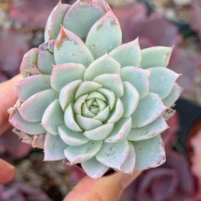 Echeveria Violet Queen Succulent Plant