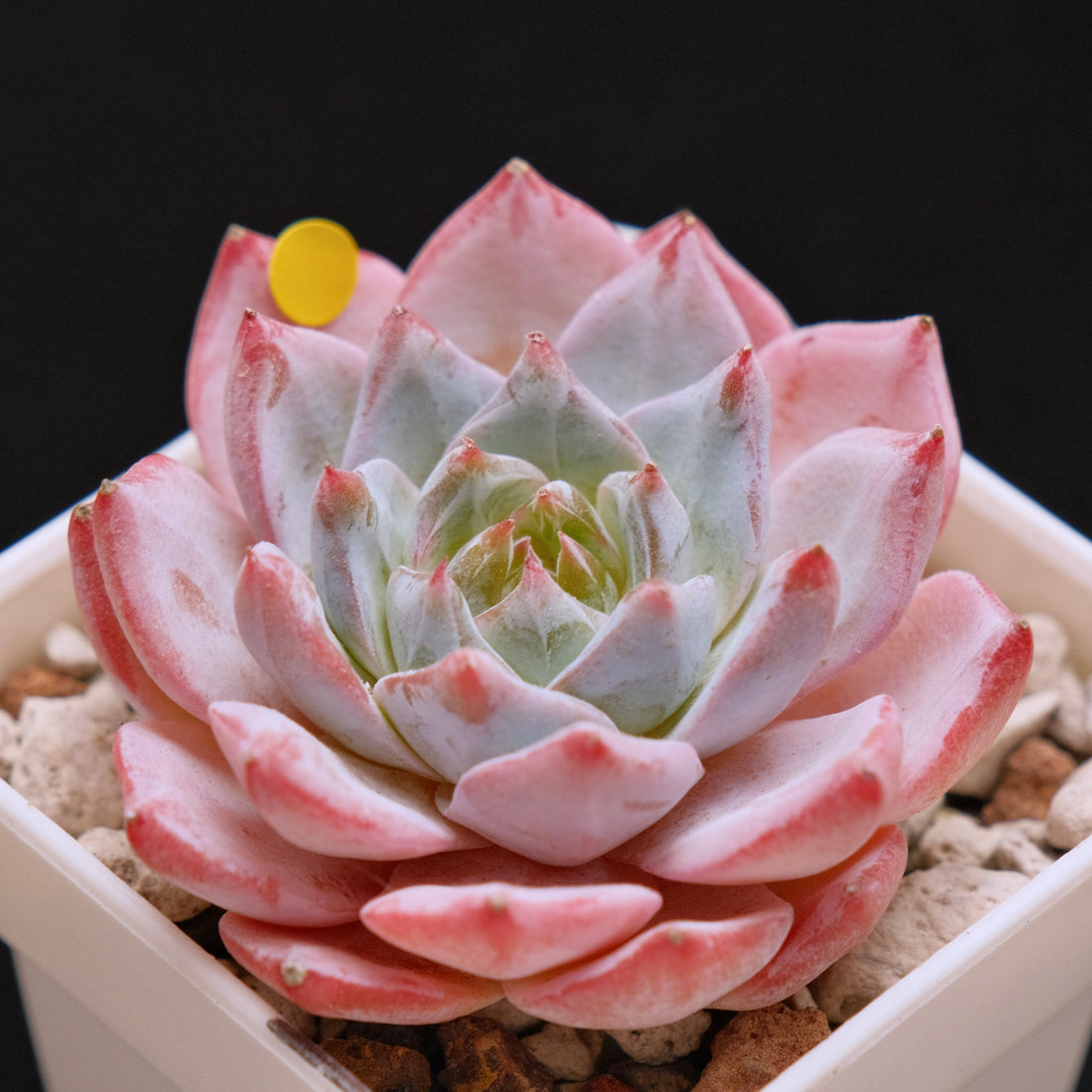 Echeveria Blue Bird Korean Succulent Plant