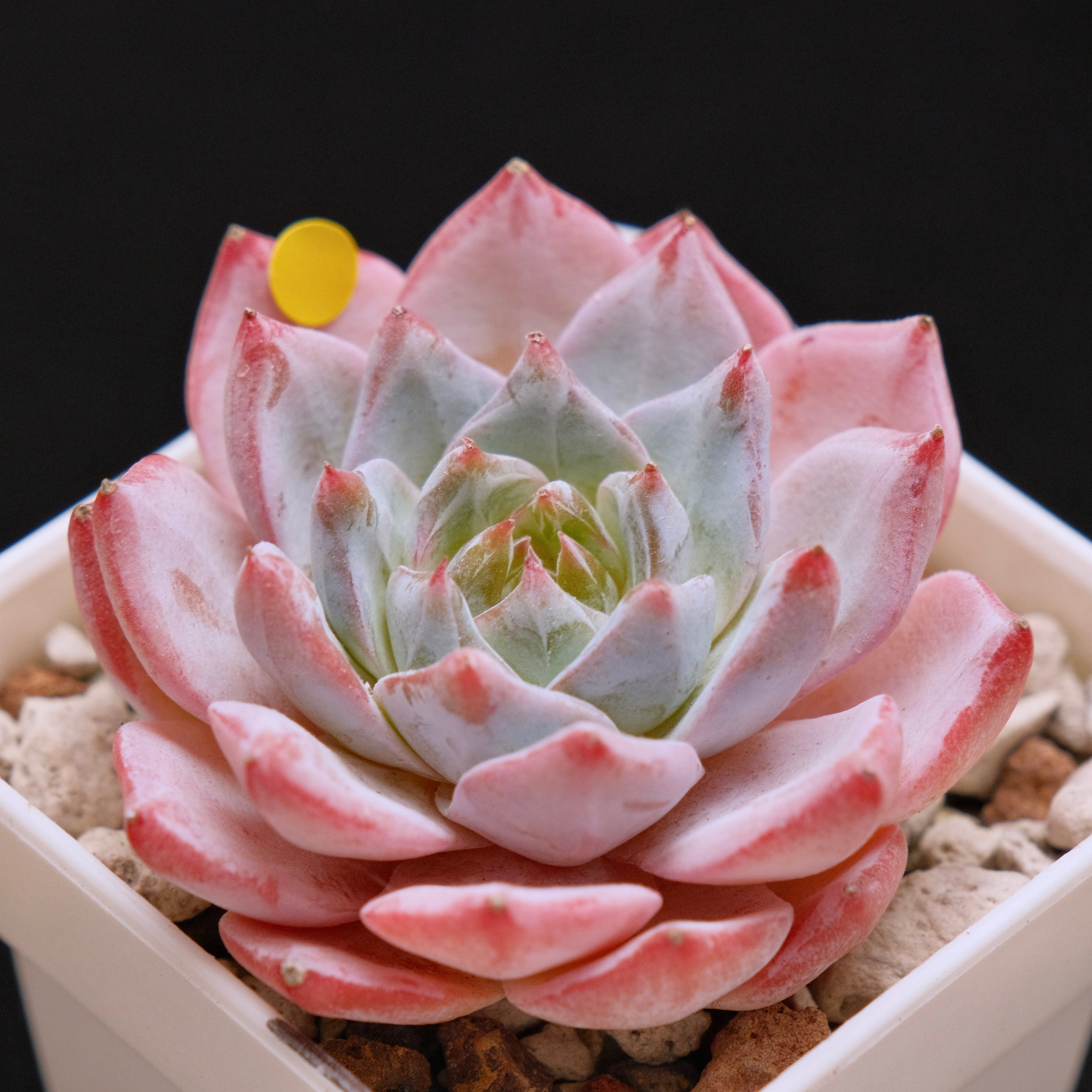 Echeveria Blue Bird Korean Succulent Plant