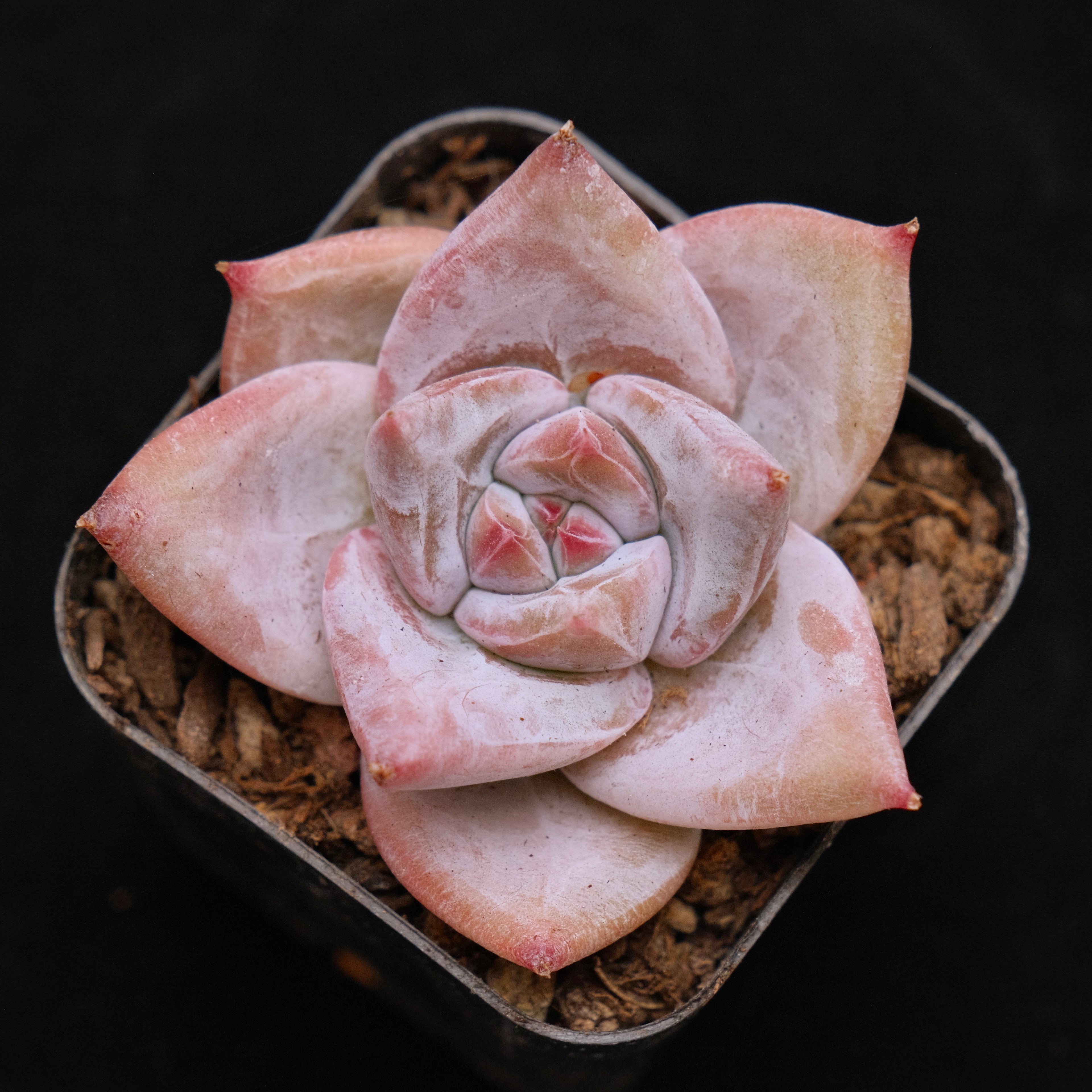 Echeveria Ice Muscle Korean Succulent Plant