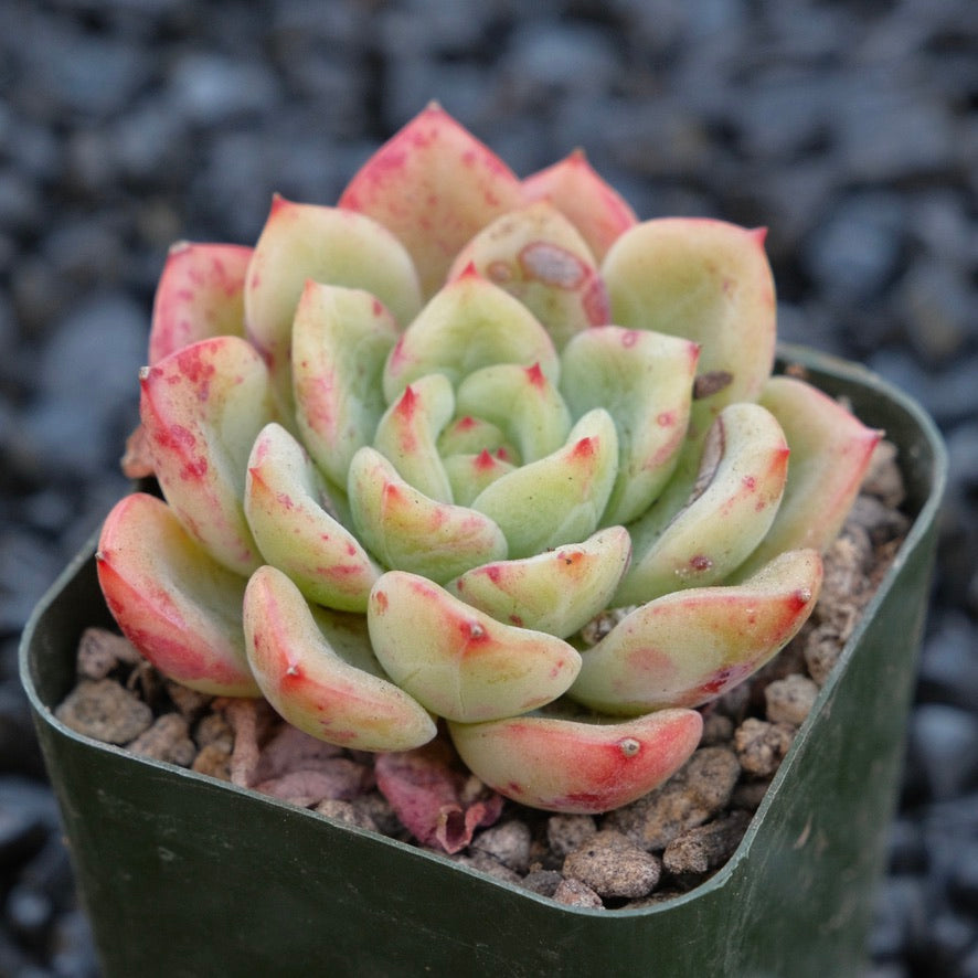 Echeveria Victory Korean Succulent Plant