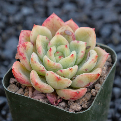 Echeveria Victory Korean Succulent Plant