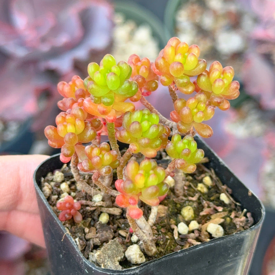 dwarf succulents Sedum 'Mini me' Succulent Plant – Succielife
