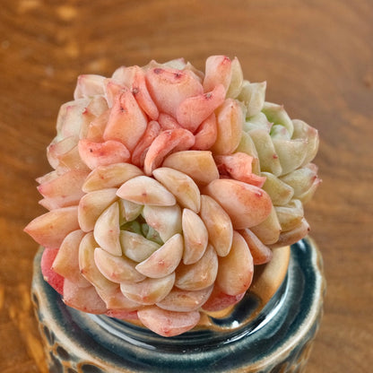 Peach Echeveria hybrid Imported Succulent Plant