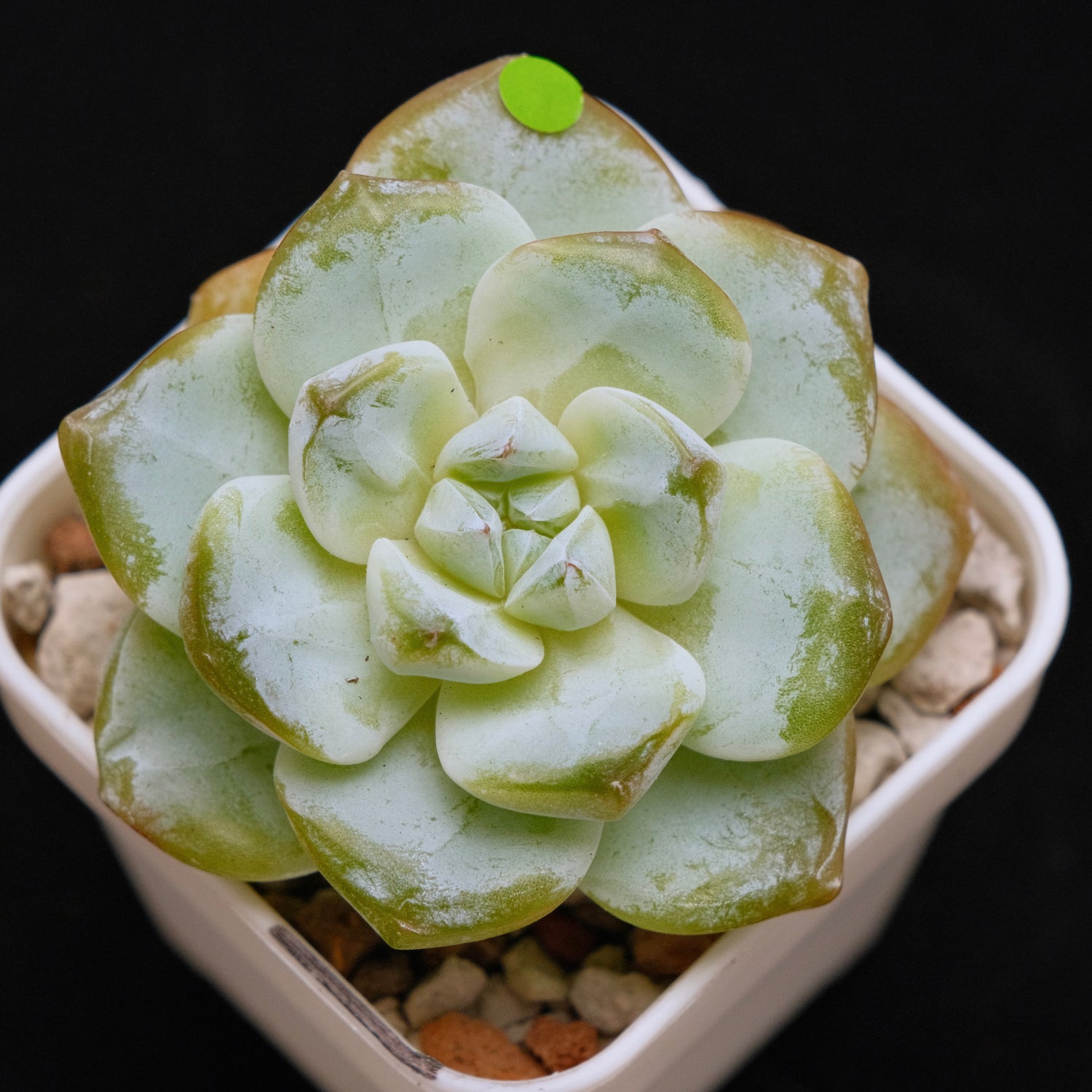 Echeveria Ice Green Korean Succulent Plant