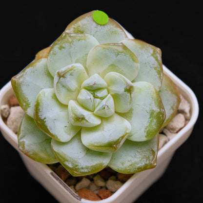 Echeveria Ice Green Korean Succulent Plant