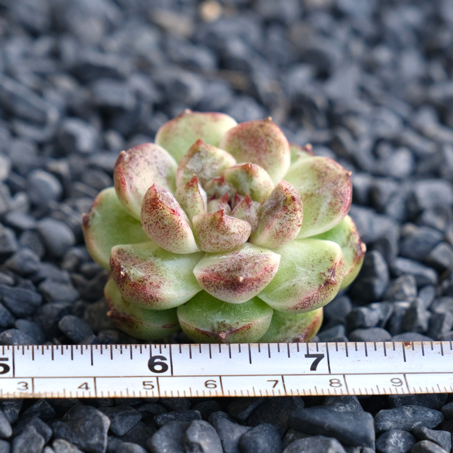 Echeveria Amethyst Korean Succulent Plant