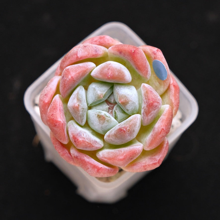 Echeveria Phantom of Pink Korean Succulent Plant