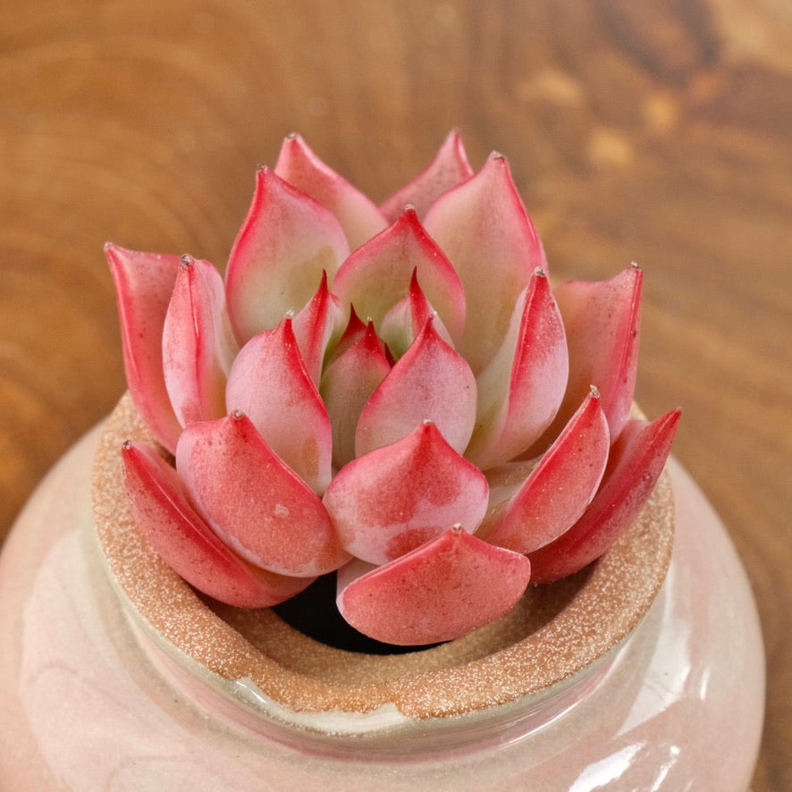 Echeveria Bouquet Korean Succulent Plant