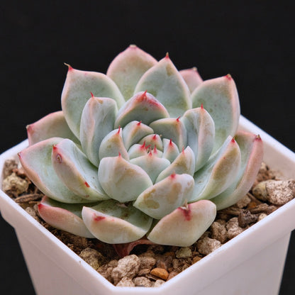 Echeveria Manuel Korean Succulent Plant Rare Hwaga Hybrid