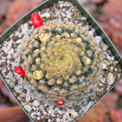 Mammillaria sp Succulent Plant