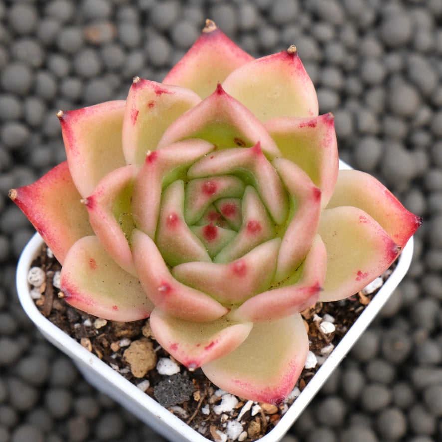 Echeveria Alisa Korean Succulent Plant Hwaga Hybrid