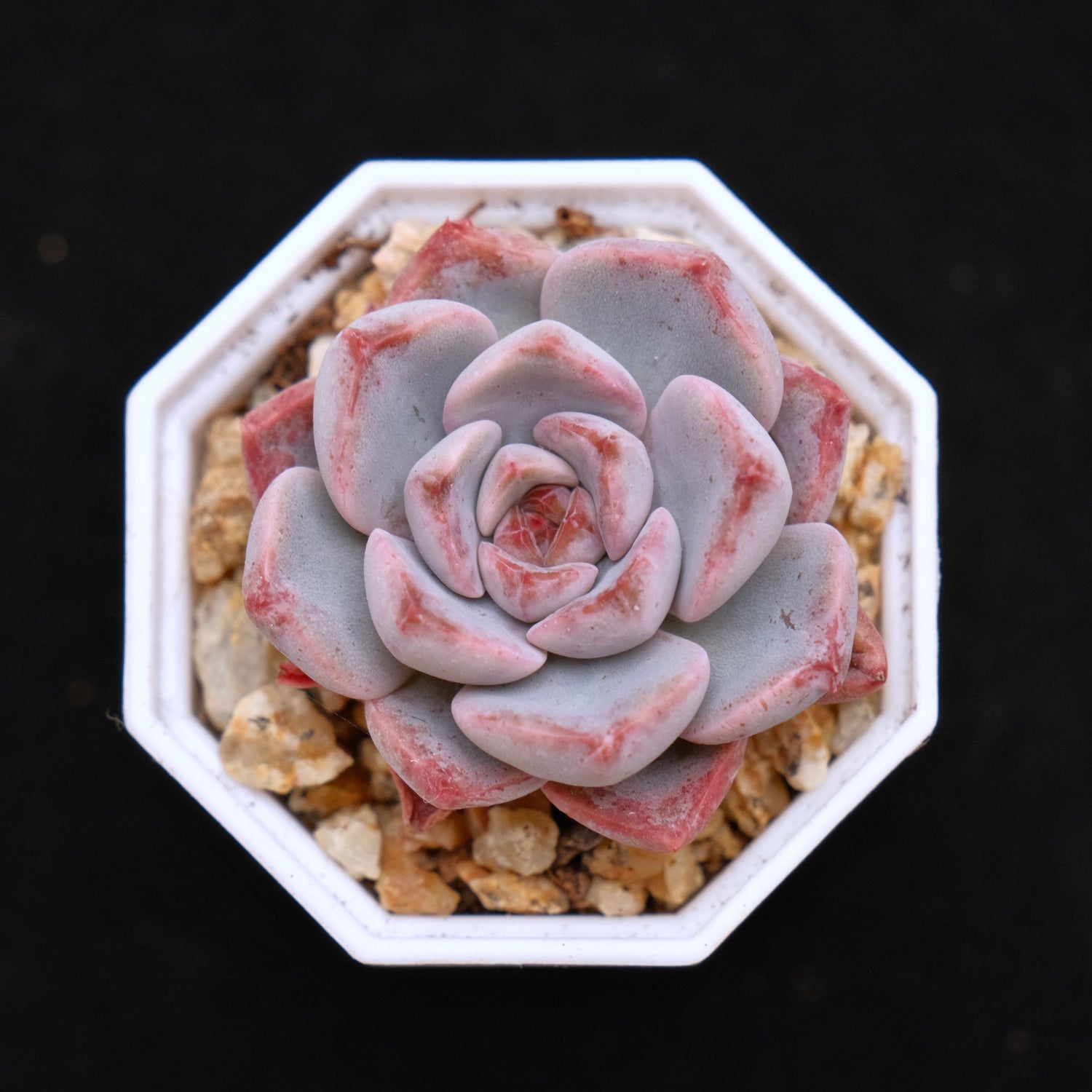 Echeveria Pink Elf Korean Succulent Plant