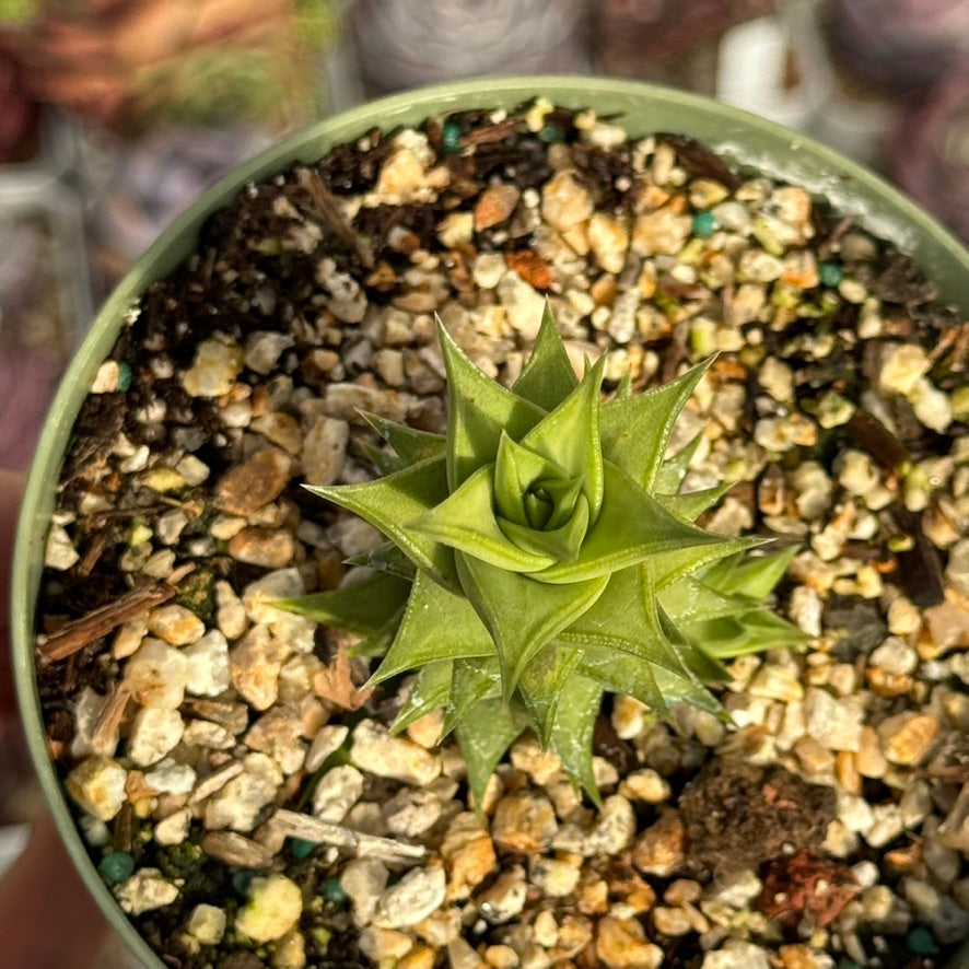 Astroloba spiralis Rare Succulent Plant