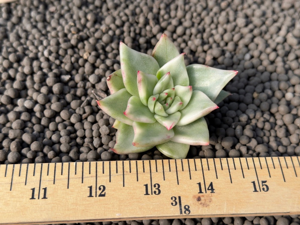 Variegated Echeveria agavoides Korean Succulent Plant