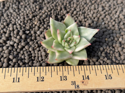 Variegated Echeveria agavoides Korean Succulent Plant