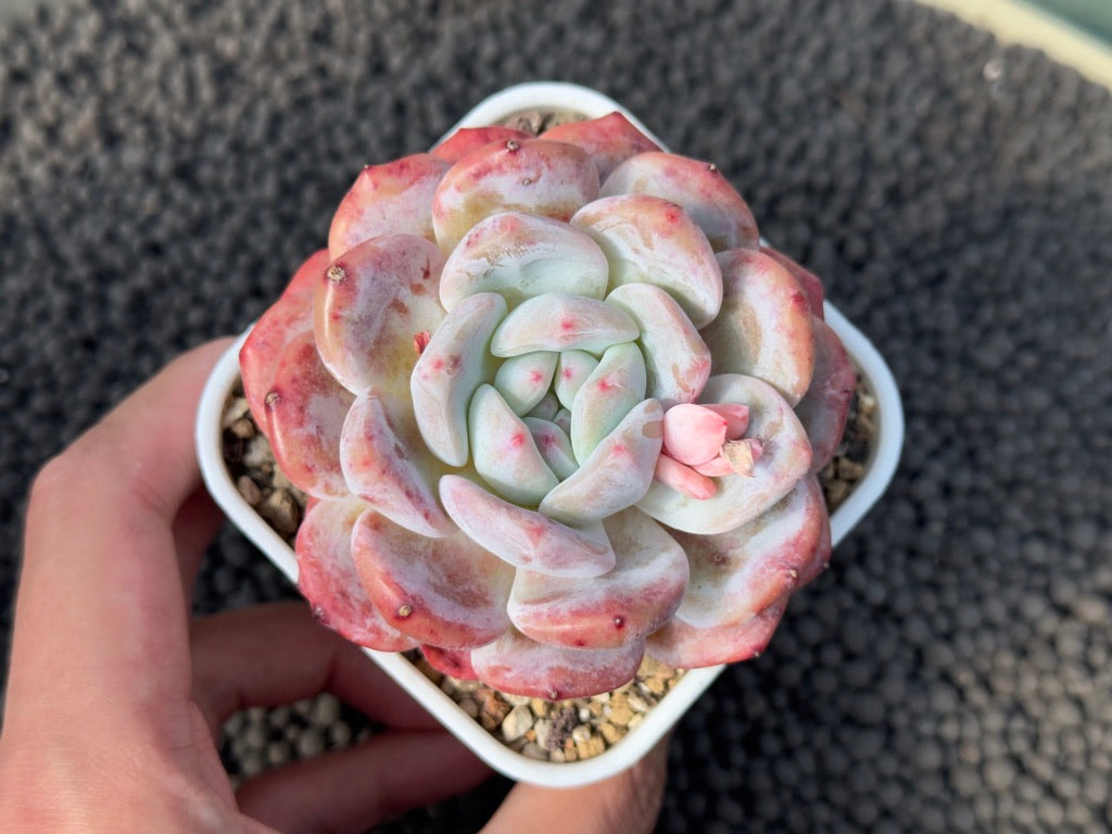 Echeveria Monroe Imported Succulent Plant