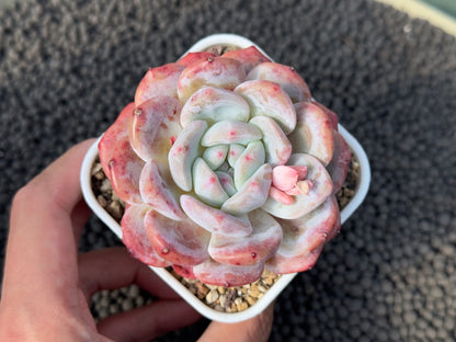Echeveria Monroe Imported Succulent Plant