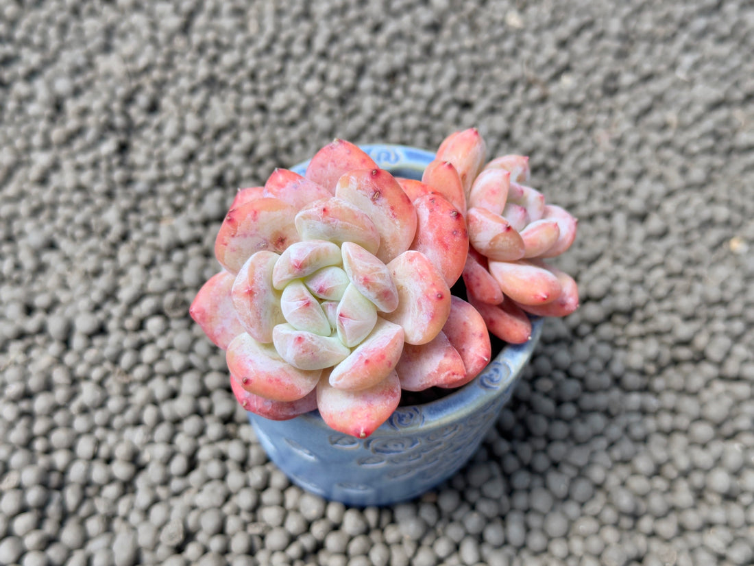 Double Echeveria Monroe Imported Succulent Plant