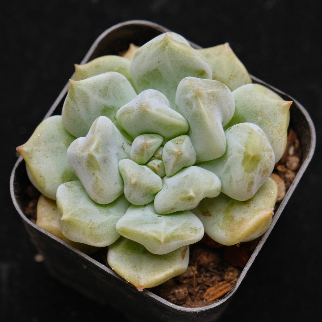 Echeveria Choux Cream Korean Succulent Plant