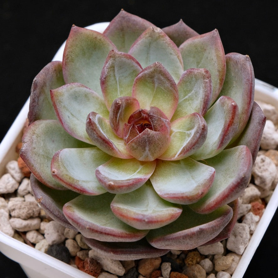 Big Echeveria Cherry Frappe Korean Succulent Plant