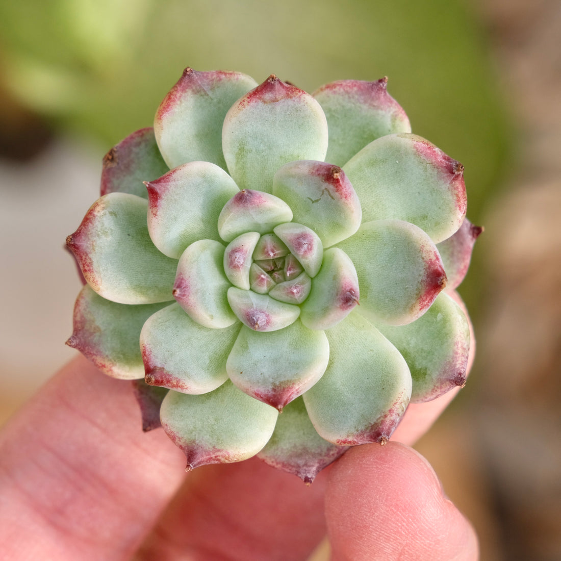 Echeveria First Kiss Korean Succulent Plant Rare Hwaga hybrid