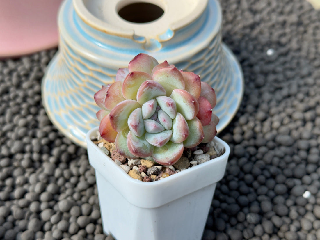 Echeveria Milk Rose cluster Imported Succulent Plant
