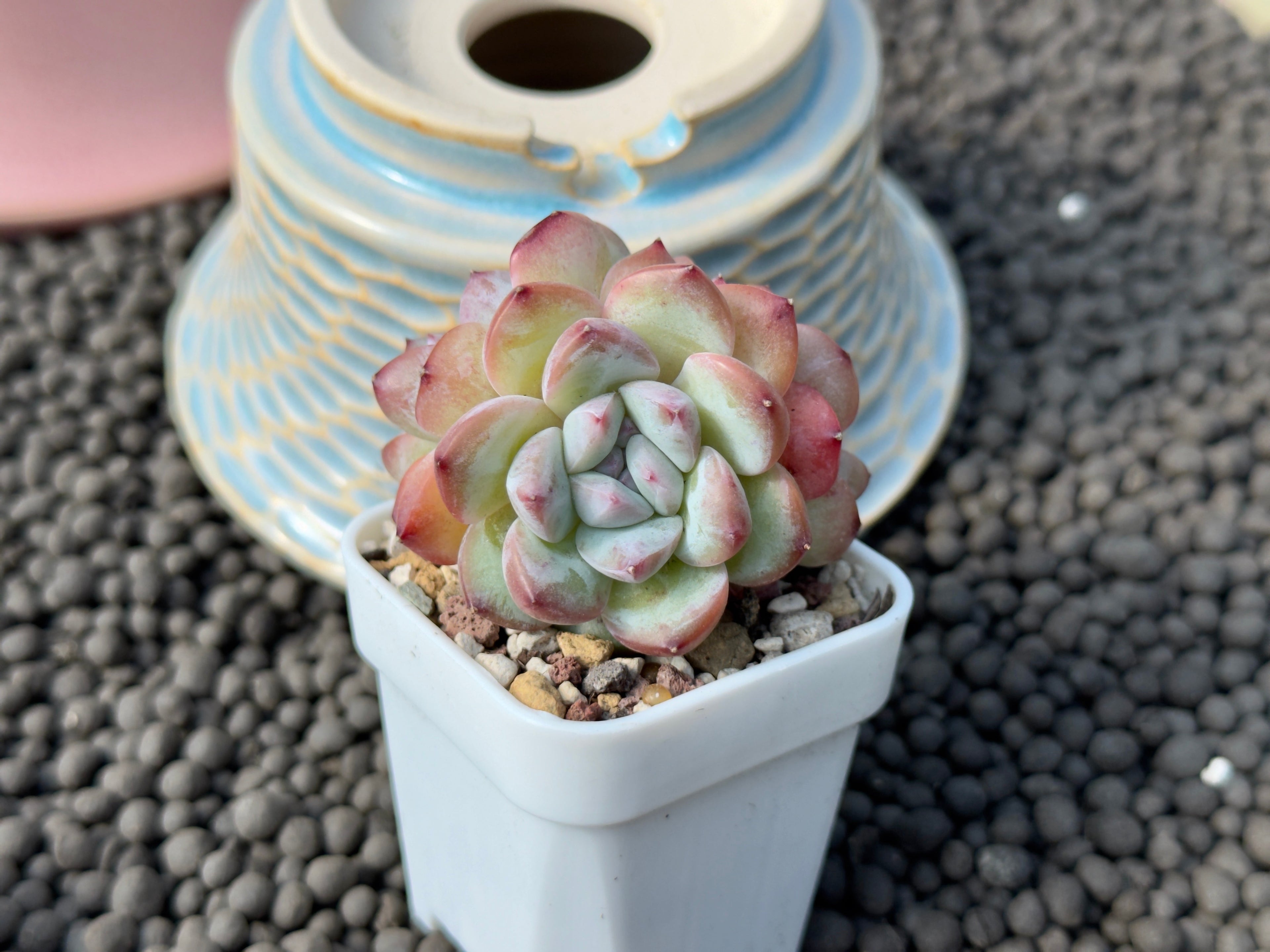 Echeveria Milk Rose cluster Imported Succulent Plant