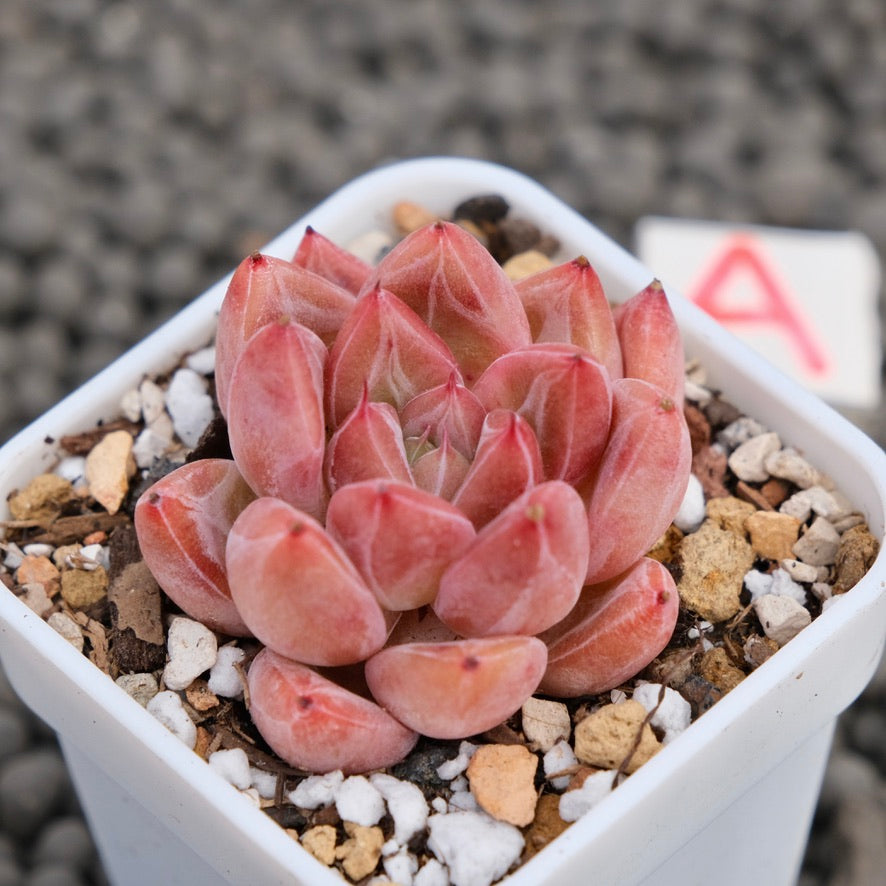 Echeveria Banksy Korean Succulent Plant Hwaga Hybrid