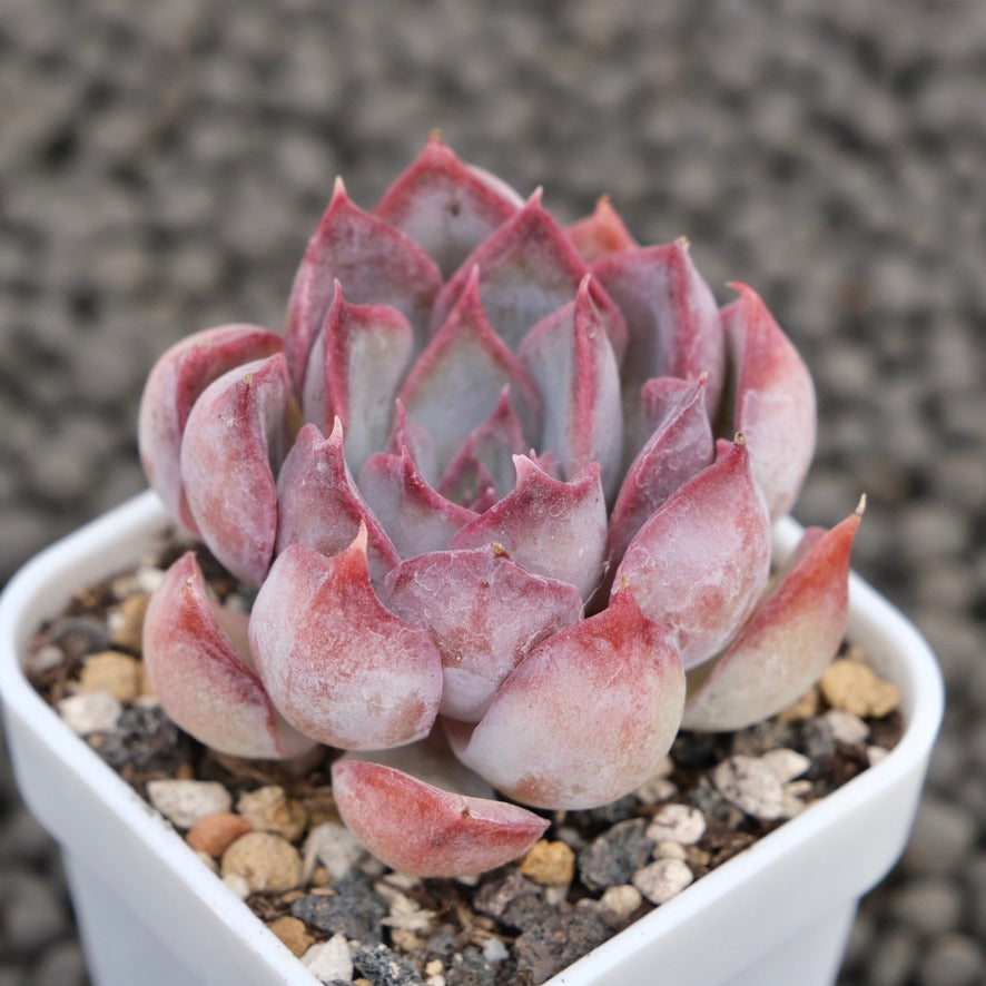 Echeveria Dark Ice Korean Succulent Plant