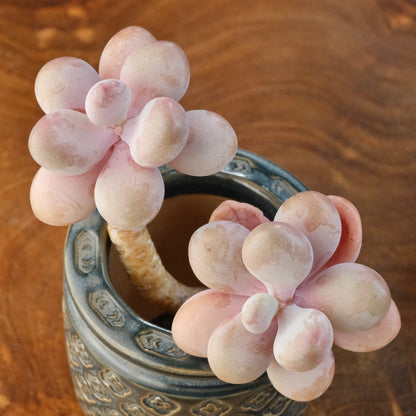 Graptoetalum amethystinum Korean Succulent Plant