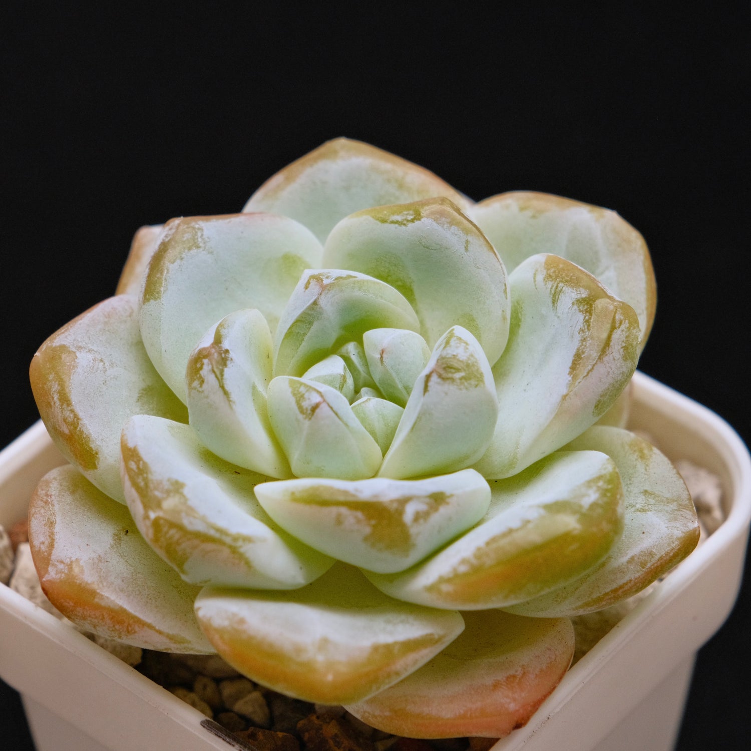 Echeveria Ice Green Korean Succulent Plant