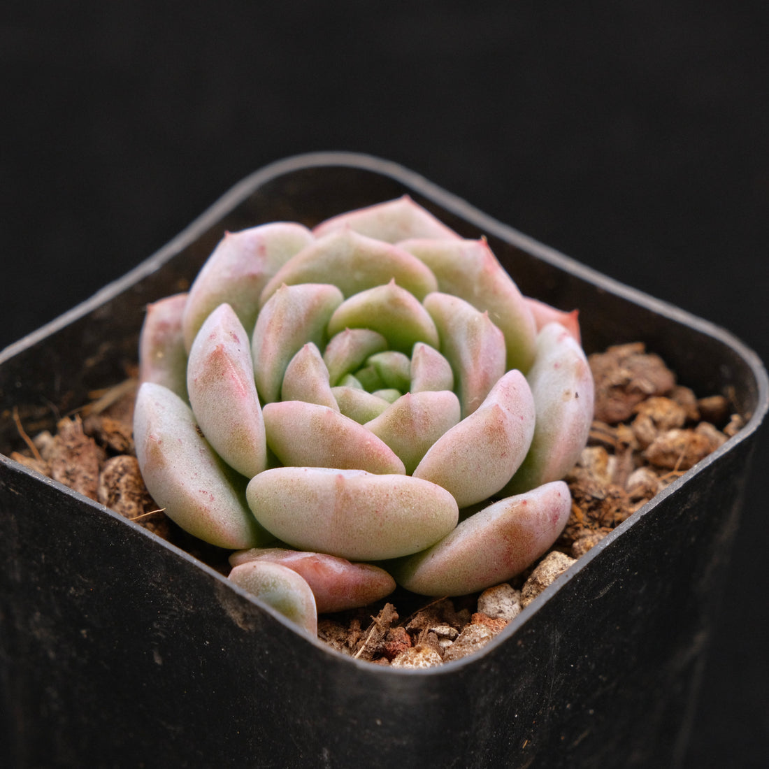 Echeveria Hereise Korean Succulent Plant
