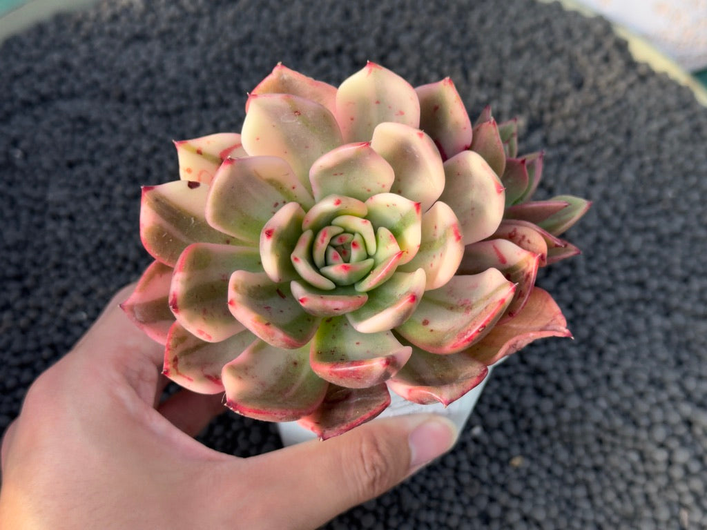 Variegated Echeveria Flamenco Korean Succulent Plant