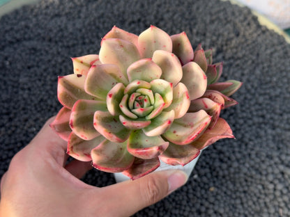 Variegated Echeveria Flamenco Korean Succulent Plant