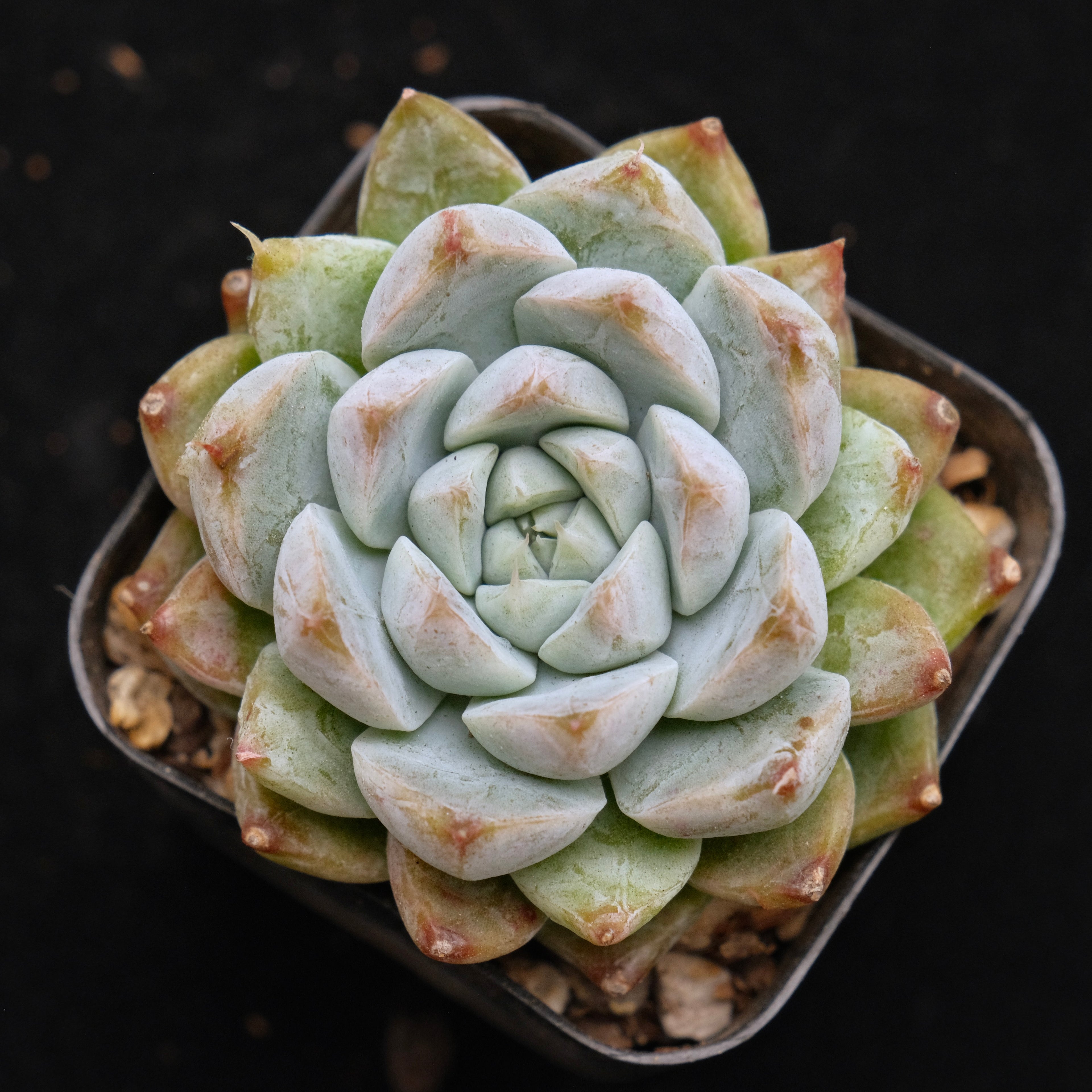 Echeveria Moire Korean Succulent Plant Changhee Hybrid