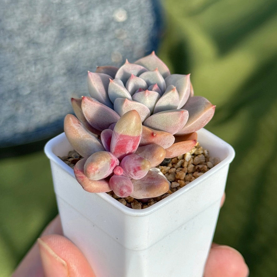 Variegated Ganzhou and Pretty in Pink Korean Succulent Plant