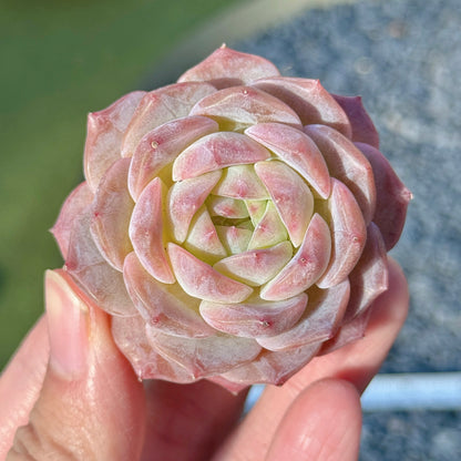 Echeveria Jelly Hybrid Succulent Plant F