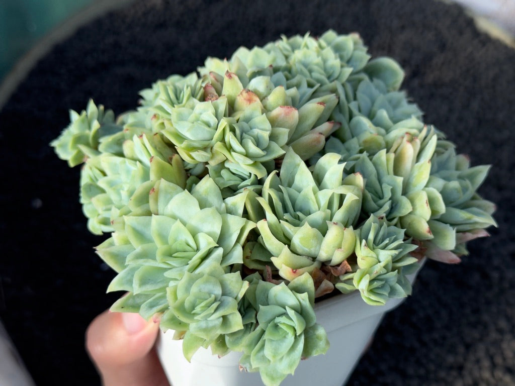 Monstrose Echeveria Rose Queen Imported Succulent Plant