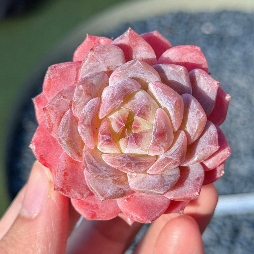 Echeveria Rosé Succulent Plant F