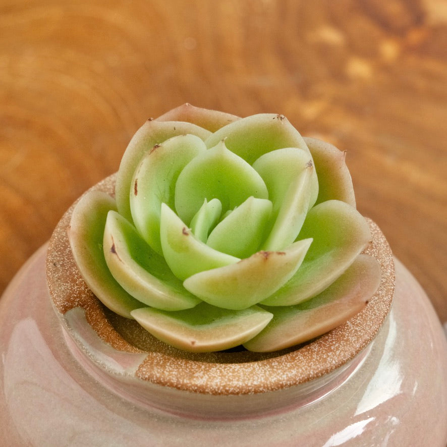 Echeveria Arenas Korean Succulent Plant