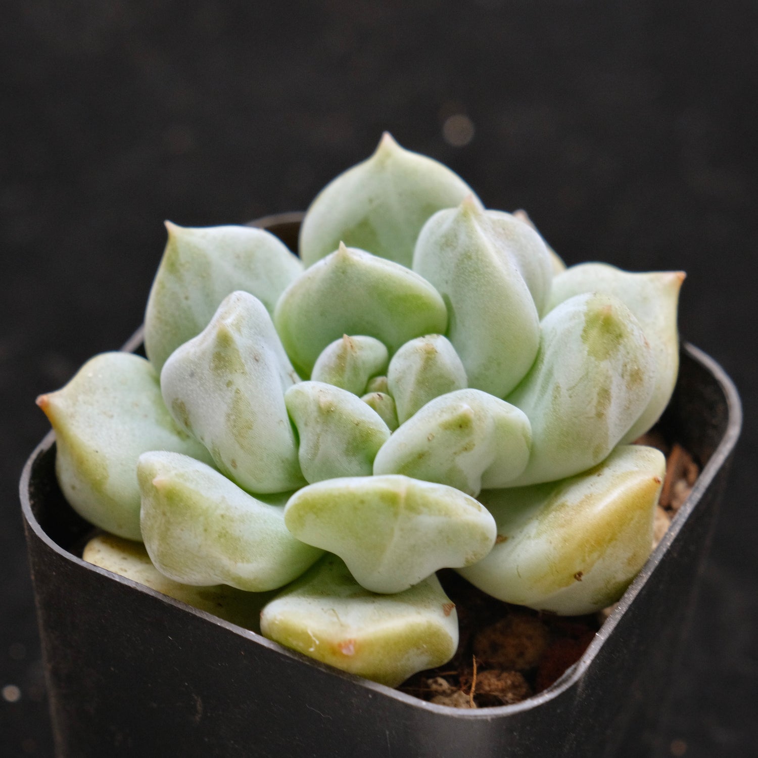 Echeveria Choux Cream Korean Succulent Plant