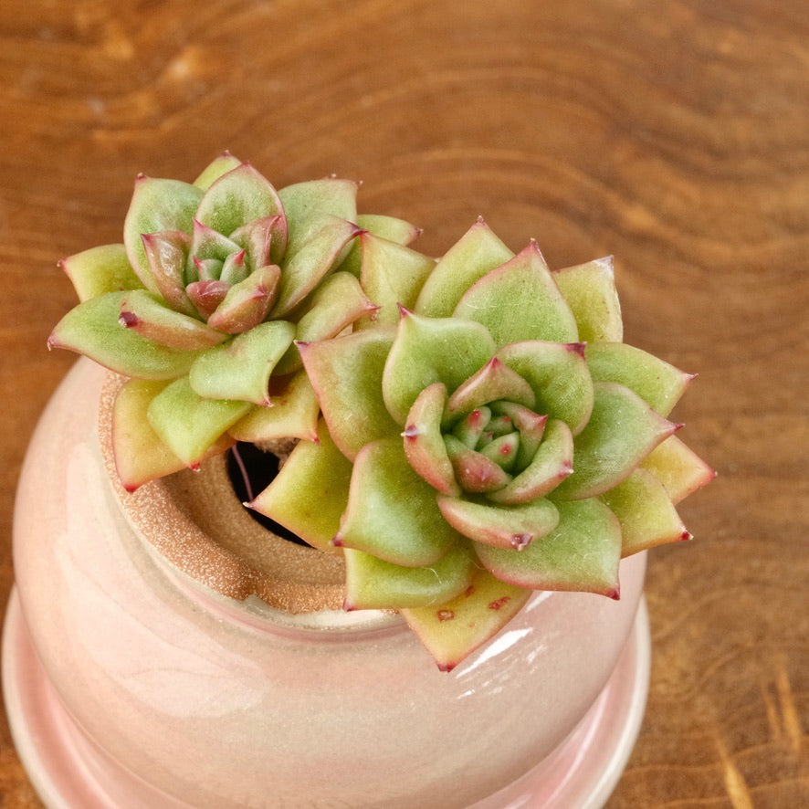 Echeveria Wrinkle Maria double Korean Succulent Plant