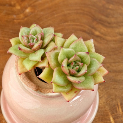 Echeveria Wrinkle Maria double Korean Succulent Plant