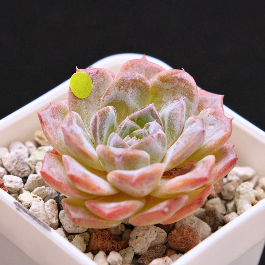 Echeveria Super Sonic Korean Succulent Plant